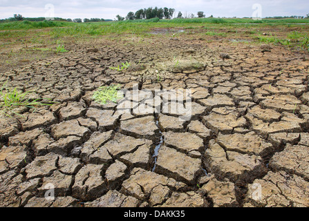 rissigen Boden eingeschliffen getrocknete Feuchtgebiete, Belgien, Blankaart Nature Reserve Stockfoto