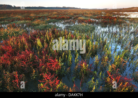 gemeinsamen Queller (Salicornia Europaea), mit jährlichen Seablite (Sueda Maritima) auf überschwemmten Ebene, Belgien, Natuurreservaat Het Zwin Stockfoto