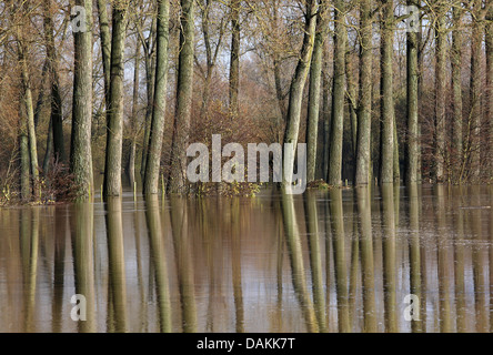 Espe, Landschaft Pappel (Populus spec.), Baumreihen und Reflexionen in überschwemmten Wiese, Belgien, Dendervallei Stockfoto