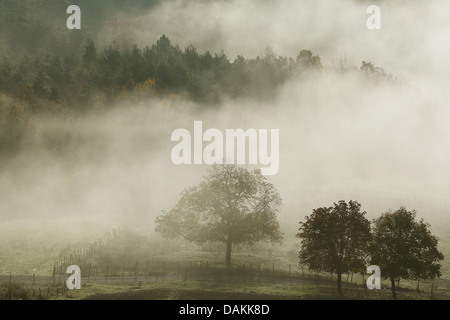 Stieleiche, pedunculate Eiche, Stieleiche (Quercus Robur), im Nebel bei Sonnenaufgang, Frankreich Stockfoto