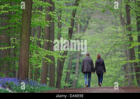 Atlantische Bluebell (Hyacinthoides non-Scripta, Endymion nicht-Scriptus, Scilla non-Scripta), Wanderer in einem Wald mit Glockenblumen, Belgien, Hallerbos Stockfoto