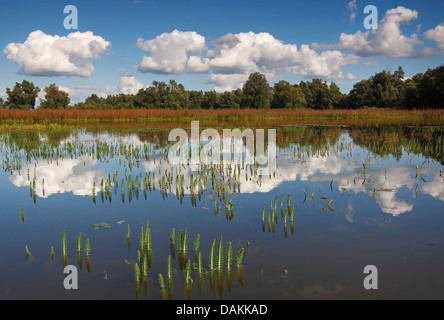 Stutenmilch Schweif, gemeinsame Stute Tail (Hippuris Vulgaris), Wolken spiegeln sich im See De Gelderse Poort Naturschutzgebiet Millingerwaard, De Gelderse Poort, Gelderland, Niederlande Stockfoto