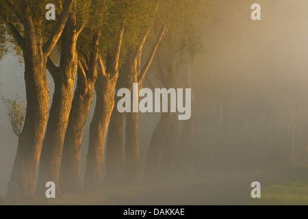 Weide, Korbweide (Salix spec.), Reihe der Weide im Morgennebel, Belgien Stockfoto