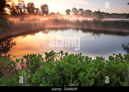 Fieberklee Bitterklee (Menyanthes Trifoliata), Bodennebel über dem Teich im Morgenlicht, Belgien, Vallei van de Zuidleie Stockfoto