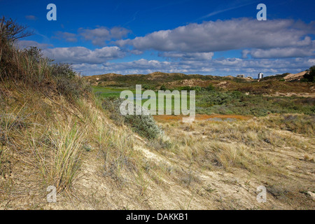 Düne Grünland im Westhoek Nature Reserve, Belgien, Zeeland, Westhoek Natuurreservaat nass Stockfoto