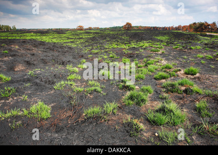 lila Moor-Grass (Molinia Caerulea), Naturentwicklung nach einem Buschfeuer an Kalmthouter Heide, Belgien Stockfoto