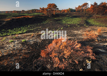 lila Moor-Grass (Molinia Caerulea), Naturentwicklung nach einem Buschfeuer an Kalmthouter Heide, Belgien Stockfoto