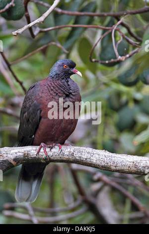 Lorbeertaube (Columba Junoniae), männliche sitzen in einem Feigenbaum, Kanarische Inseln, La Palma Stockfoto