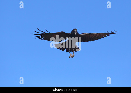 Kolkrabe (Corvus Corax), Landung, Kanarische Inseln, La Palma Stockfoto