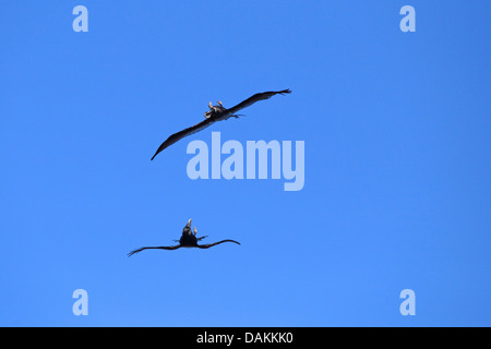 Kolkrabe (Corvus Corax), zwei Raben, fliegen mit der Rückseite nach unten, kämpfen für Essen, Kanarische Inseln, La Palma Stockfoto