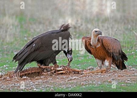 Cinereous Vulture (Aegypius Monachus), cinereous Vulture Fütterung auf ein totes Schaf, Gänsegeier steht in der Nähe, Spanien, Extremadura Stockfoto