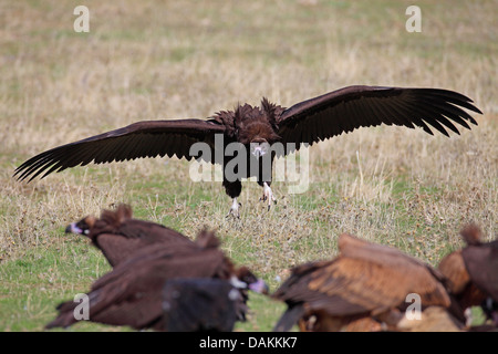 Cinereous Vulture (Aegypius Monachus), Landung, Spanien, Extremadura Stockfoto