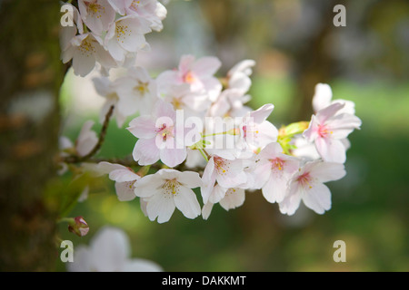 Zier Kirschbaum (Prunus spec), blühende Zweig Stockfoto