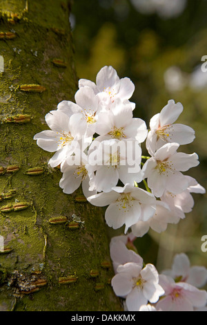 Zier Kirschbaum (Prunus spec), blühende Zweig Stockfoto