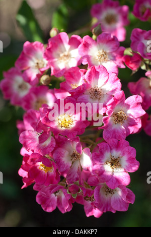 dekorative Rose (Rosa 'Mozart', Rosa Mozart), Blüte der Sorte Mozart Stockfoto