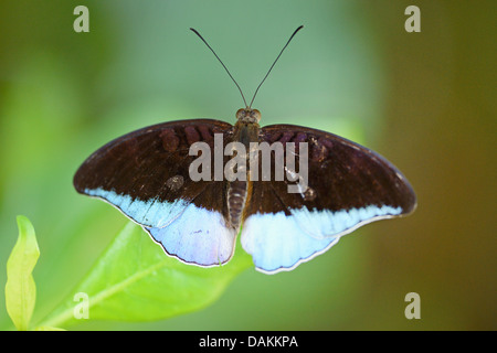 Horsfield des Baron (Tanaecia Iapis), sitzt auf einem Blatt Stockfoto