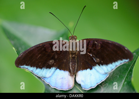 Horsfield des Baron (Tanaecia Iapis), sitzt auf einem Blatt Stockfoto