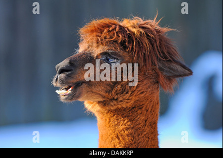 Alpaka (Lama Pacos, Vicugna Pacos), seitliche Porträt Stockfoto
