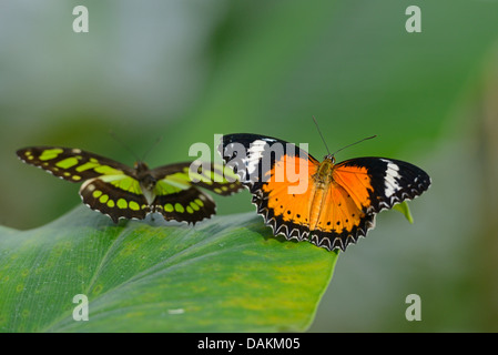 Malachit (Siproeta Stelenes), sitzt auf einem Blatt zusammen mit Leopard Florfliege (Cethosia Cyane) Stockfoto