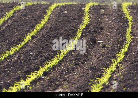 Mais, Mais (Zea Mays), Sämlinge auf einem Maisfeld, Belgien Stockfoto