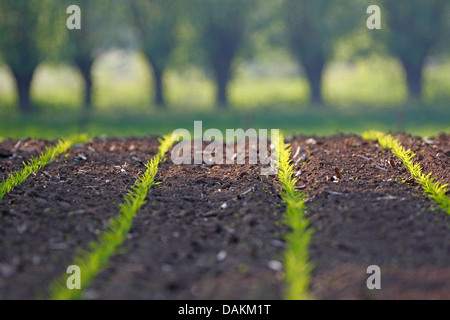 Mais, Mais (Zea Mays), Sämlinge auf einem Maisfeld, Belgien Stockfoto