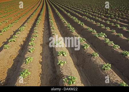 Kartoffel (Solanum Tuberosum), jungen Kartoffelpflanzen auf einem Kartoffelfeld im Frühjahr, Belgien Stockfoto