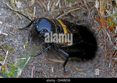 Field Cricket (Gryllus Campestris), im Loch im Boden, Belgien Stockfoto