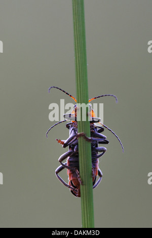 Gemeiner Roter Soldat-Käfer Blutsauger-Käfer-Hogweed-Beinkäfer (Rhagonycha fulva), am Stiel mit Morgentau, Belgien Stockfoto