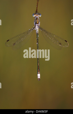 grüne Lestes, Emerald Damselfly (Lestes Sponsa), Draufsicht, Belgien Stockfoto