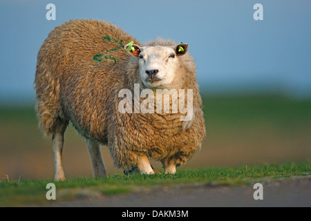 Hausschaf (Ovis Ammon F. Aries), im Polder am Deich, Niederlande Stockfoto