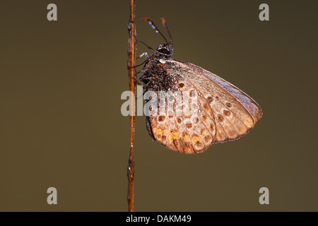 Silber besetzte blau (Plebejus Argus, Plebeius Argus), am Stiel, Belgien Stockfoto