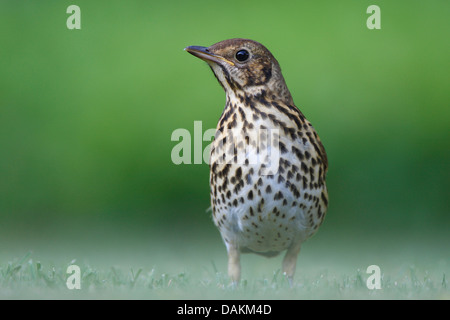 Singdrossel (Turdus Philomelos), auf einer Wiese mit Morgentau, Belgien Stockfoto