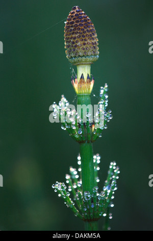 Wasser Schachtelhalm (Equisetum fluviatile), mit Morgentau bei Gegenlicht, Belgien Stockfoto