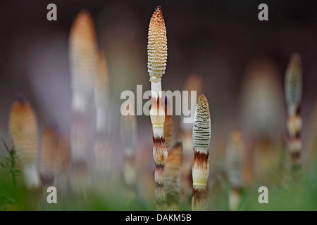 großen Schachtelhalm (Equisetum Telmateia, Equisetum Telmateja, Equisetum Maximum), mit Zapfen, Belgien Stockfoto