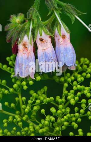 gemeinsamen Beinwell (Symphytum Officinale), Blumen, Belgien Stockfoto