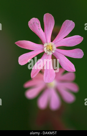 rote Campion (Silene Dioica), Blumen, Belgien Stockfoto