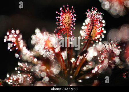 lange-leaved Sonnentau, länglich-leaved Sonnentau, Löffel-leaved Sonnentau (Drosera Intermedia), mit Reflexion von Licht, Belgien, Limburg, Turnhouts Vennengebied Stockfoto