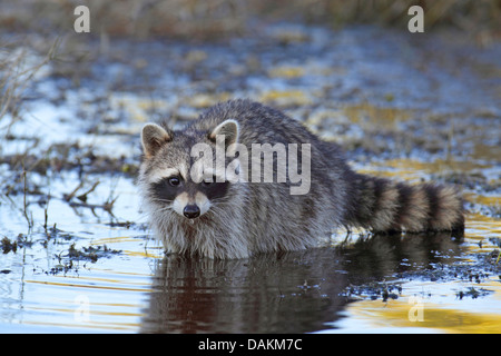 gemeinsamen Waschbär (Procyon Lotor), stehen im flachen Wasser, USA, Florida, Merritt Island Stockfoto