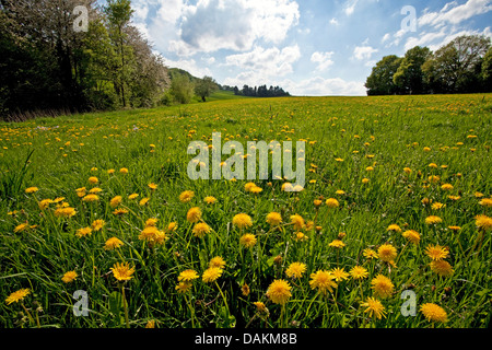 Löwenzahn (Taraxacum spec.), blühen Löwenzahn Wiese, Germany, North Rhine-Westphalia, Sprockhoevel Stockfoto