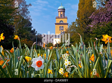 blühenden Narzissen im Luther-Park, Rathausturm im Hintergrund, Witten, Ruhrgebiet, Nordrhein-Westfalen, Deutschland Stockfoto