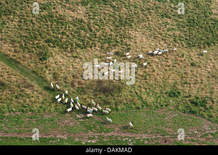 Hausschaf (Ovis Ammon F. Aries), Herde weidender Schafe im Land van Saeftinghe, Niederlande Stockfoto