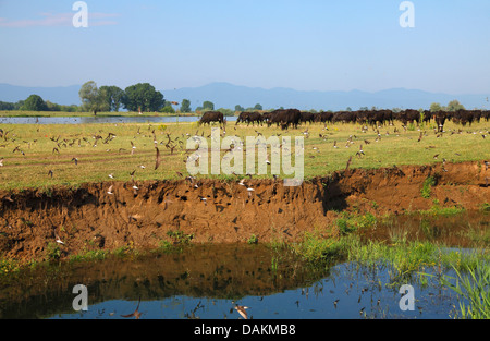 Uferschwalbe (Riparia Riparia), Schwalben fliegen vor der Zucht Burrows, Griechenland, Mazedonien, See Kerkini Stockfoto