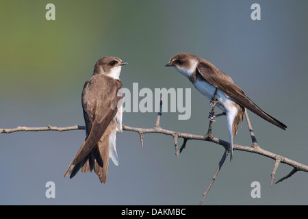 Uferschwalbe (Riparia Riparia), Schwalben sitzen auf einem Zweig, Griechenland, Mazedonien, See Kerkini Stockfoto