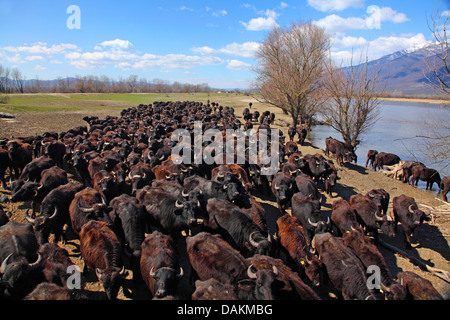 Wasserbüffel (Bubalus Arnee F. beispielsweise), Herde entlang einer Flusses, Griechenland, Mazedonien, See Kerkini Stockfoto