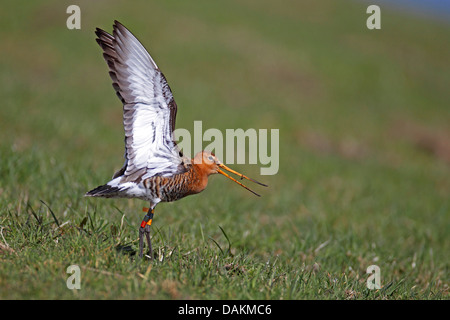 Uferschnepfe (Limosa Limosa), Farbe beringt männlichen Landung mit angehobenen Flügeln, Niederlande, Friesland Stockfoto