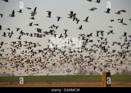 Weißwangengans (Branta Leucopsis), strömen fliegen in Roost nach Sonnenuntergang, Niederlande, Friesland Stockfoto