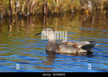 Gadwall (Anas Strepera, Mareca Strepera), Männlich, Schwimmen, Niederlande, Friesland Stockfoto