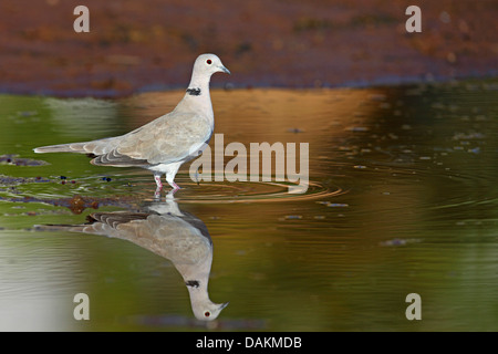 Collared Dove (Streptopelia Decaocto), stehend auf einem Teich, Spiegel, Bild, Spanien, Andalusien Stockfoto