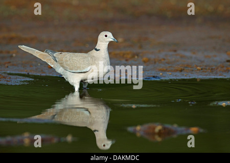 Collared Dove (Streptopelia Decaocto), stehend auf einem Teich, Spiegel, Bild, Spanien, Andalusien Stockfoto