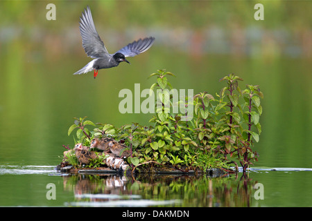 schwarzen Seeschwalbe (Chlidonias Niger) fliegen vom Nest nach der Fütterung, Niederlande, Gelderland Stockfoto